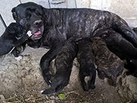 cucciolata cane corso